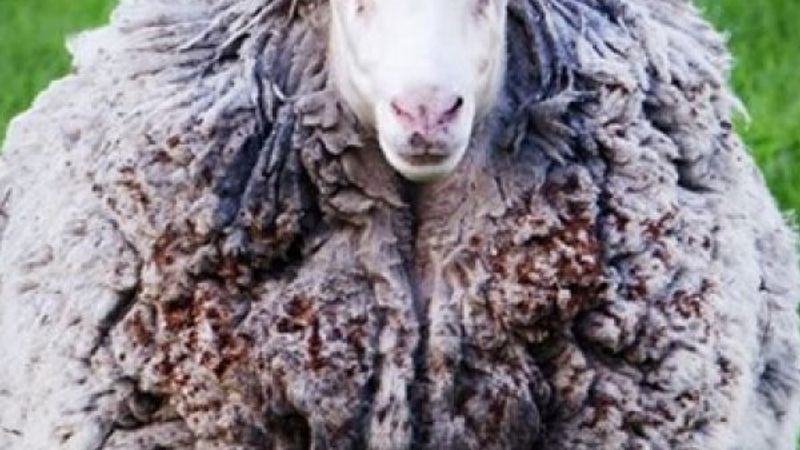 7 yıl sonra evine dönen koyun