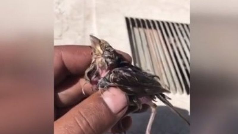 Suya düşen serçenin hayatını kurtardılar