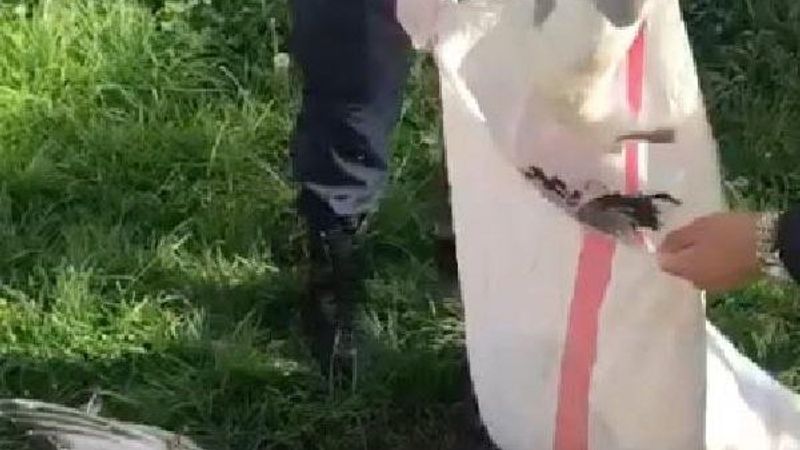 Manisa'da 20 martı vuran avcıya 16 bin lira ceza