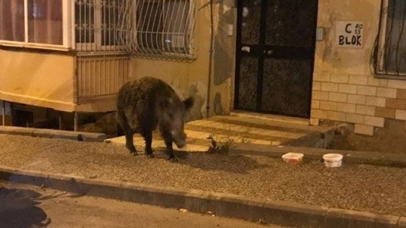 Domuza zarar gelmesin diye polis çağırdı