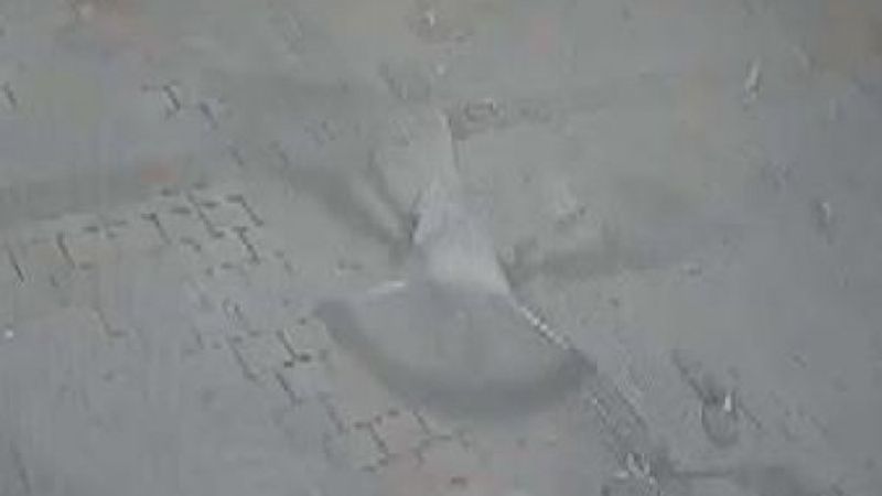 İstanbul'da bir sürücü güvercinleri öldürdü