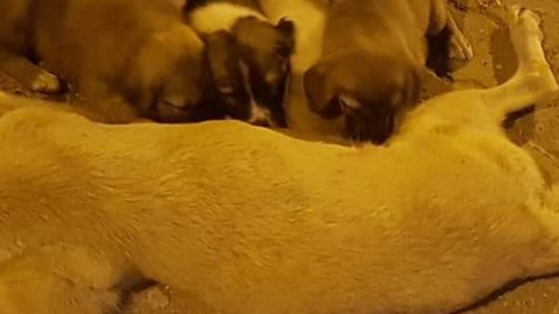 Şanlıurfa'da şimdi de bir sokak köpeği öldürüldü