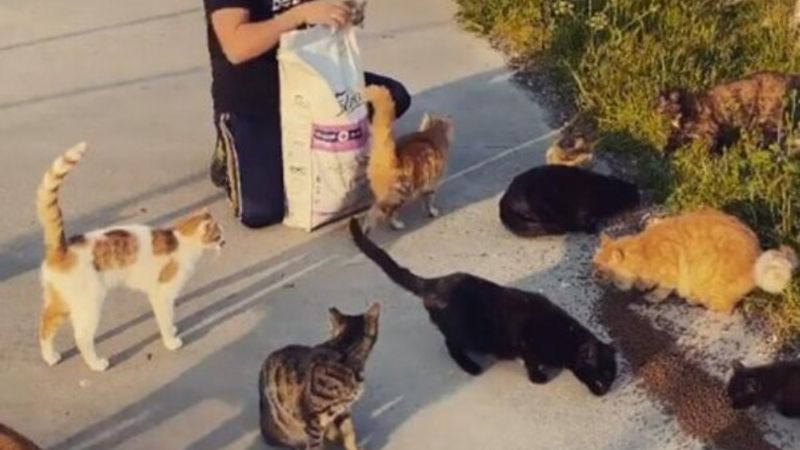 Yusuf Güney kedi besledi