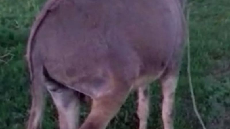 Eşeği traktörün arkasına bağlayarak sürükledi