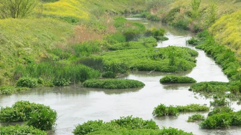 30 yıldır kirli olan dere kendi kendine temizlendi