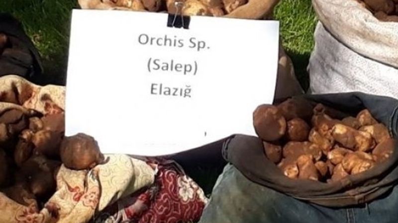 Elazığ'da kaçak salep soğanı toplayan 6 kişiye ceza