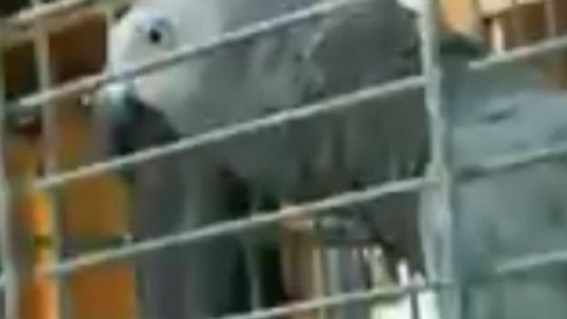 Ramazan ayında zikir çeken papağan paylaşılıyor