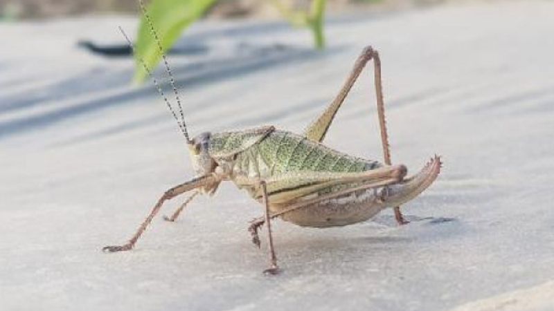 Tire'de çekirgeler, Akarca Ovası'nı istila etti