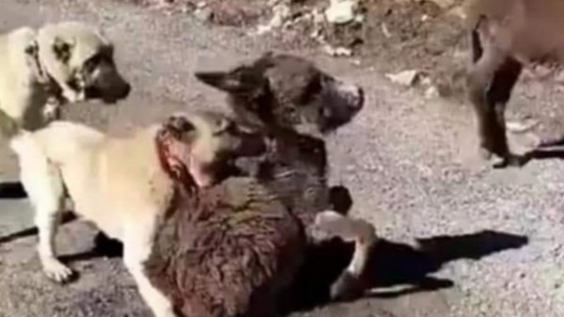 Sıpayı köpeklere parçalatan şüpheli serbest kaldı