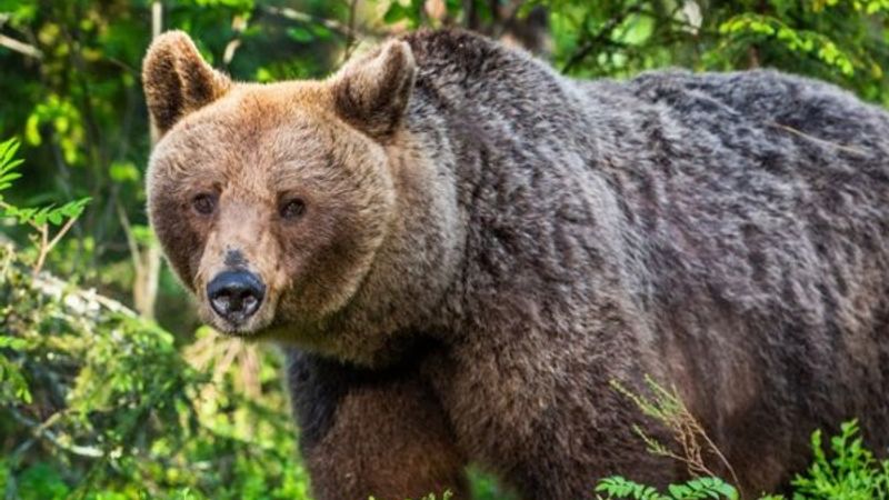Batı İspanya'da 150 yıl sonra ilk kez boz ayı görüldü