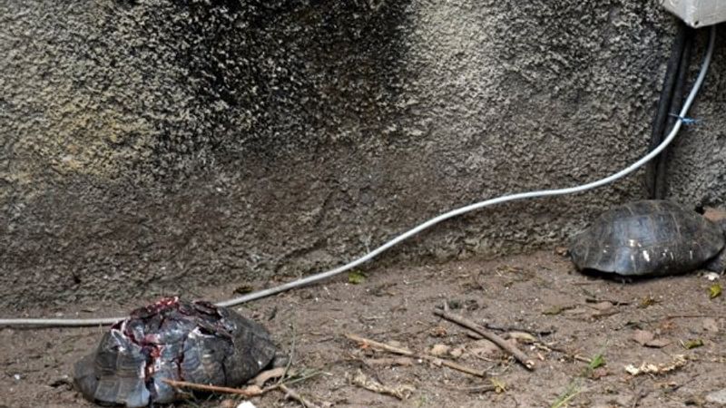 Antalya'da kaplumbağaları katleden kişi yakalandı