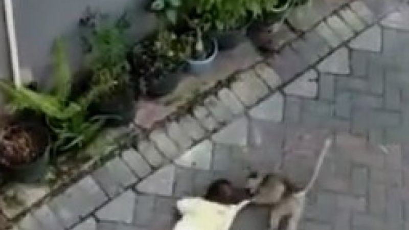 Endonezya'da çocuk kaçırmaya çalışan maymun