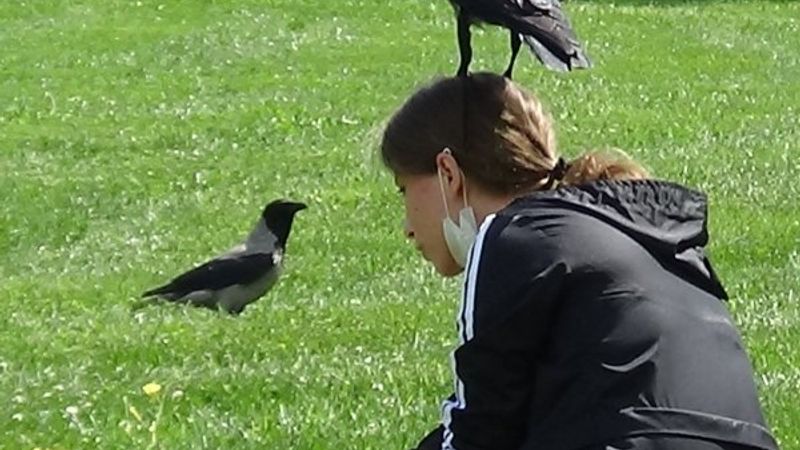 3 yıldır elleriyle beslediği kargayı yine aç bırakmadı