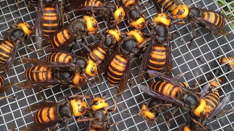 ABD, istilacı zehirli eşek arısı tehdidi altında