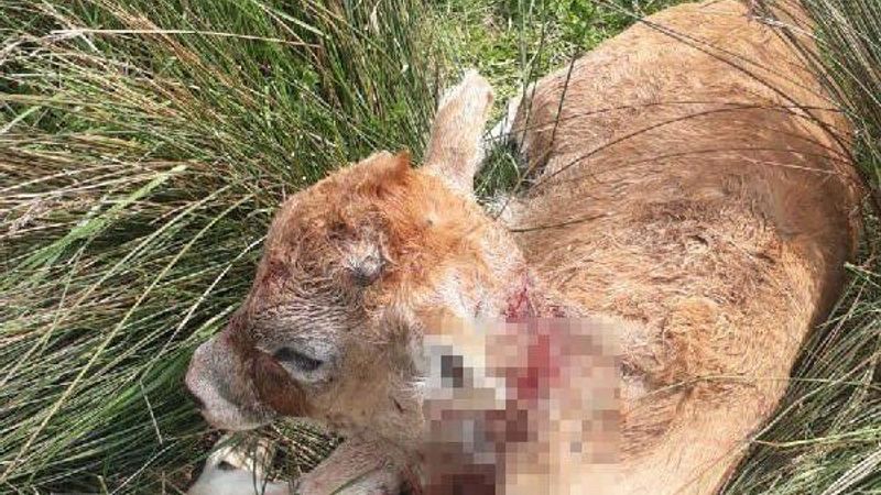 Kocaeli'de köpekler, buzağılar ile tavuklara saldırdı