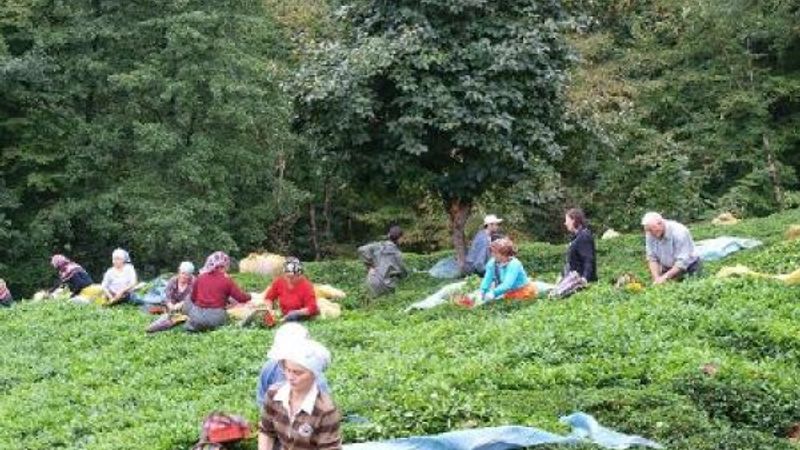 Çayda aranan hasat formülünü Bakanlar Kurulu verecek