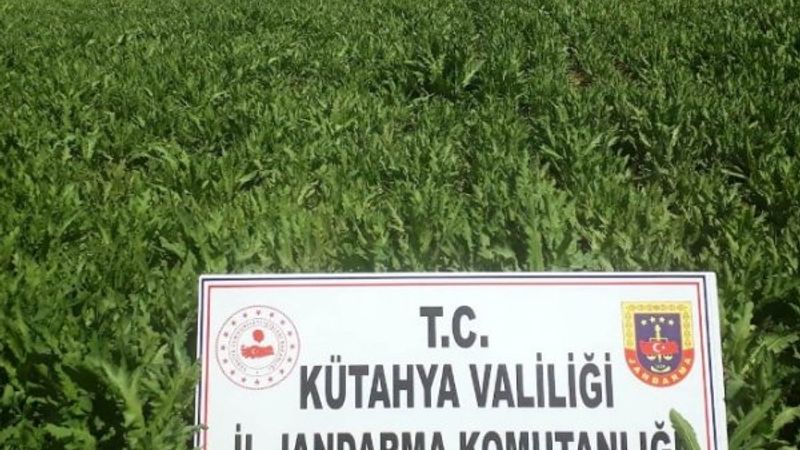 Kütahya’da 624 bin 440 kök kaçak haşhaş bulundu