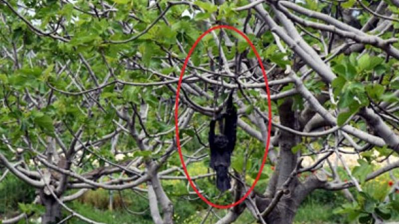 Avlanmak için ölü kargaları ağaca astı