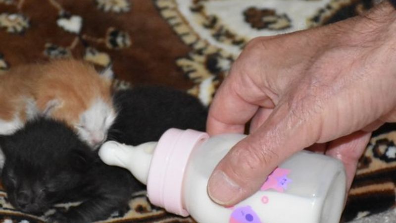 Mescitte bulduğu kedi yavrularına sahip çıktı