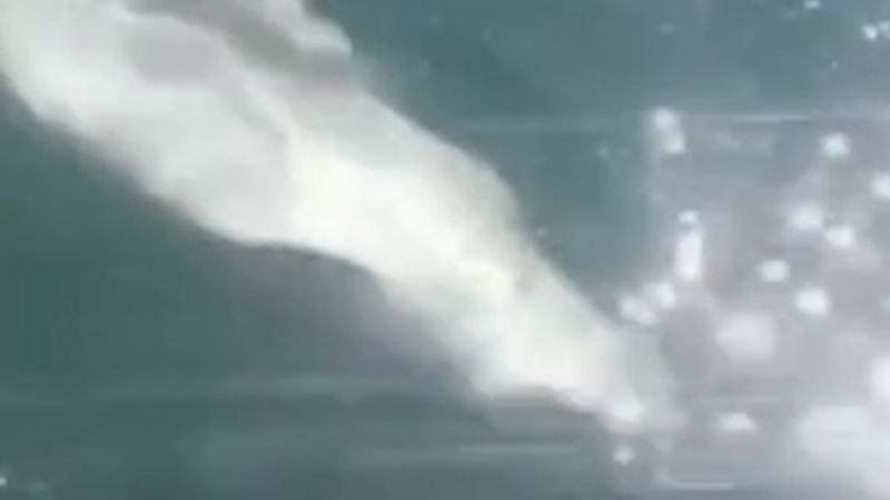 İstanbul'da yunusların dansı ilgi gördü