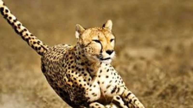 Çitalardan ilham alan yumuşak robotlar üretildi