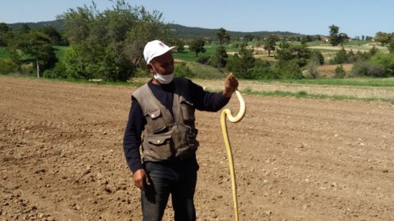 Denizli'de yakaladığı 1.5 metrelik yılanla böyle oynadı