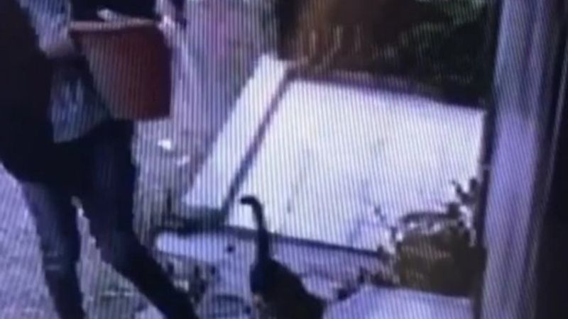 İzmir'de saksı hırsızlığı kamerada