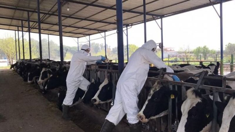 Tarım ve hayvancılıkta korona tedbirleri