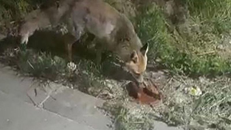 Güvenlik görevlileri, yiyeceklerini tilki ile paylaştı