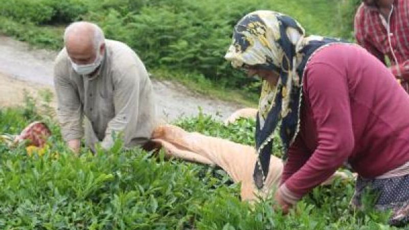 Doğu Karadeniz'de üretici çay toplamaya başladı