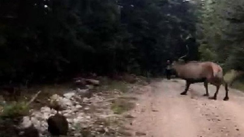 Geyik aniden yolllarına çıktı