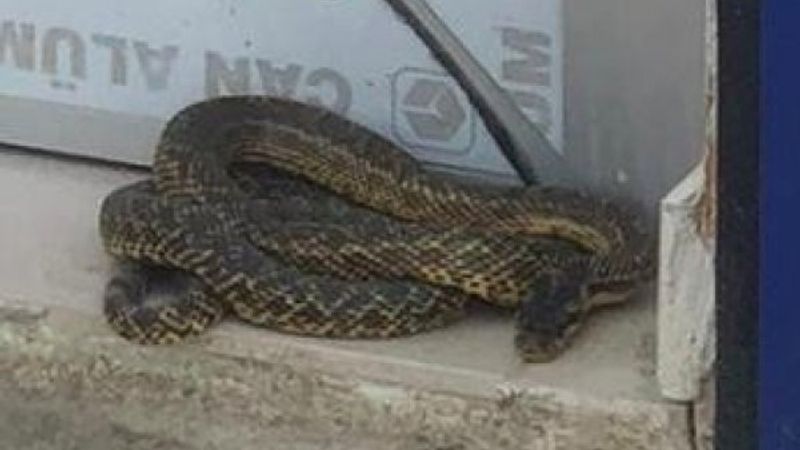 Bursa'da arka araya ortaya çıkan yılanlar, korku yarattı
