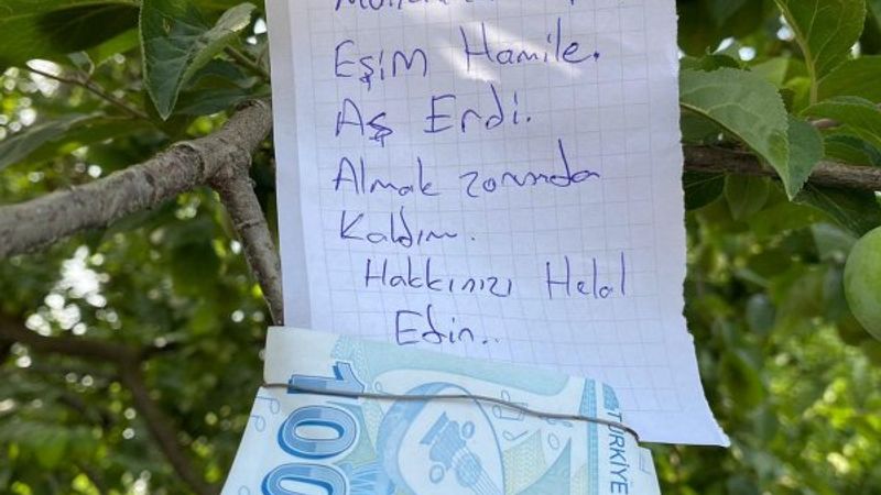 Hamile eşi için topladığı eriğin parasını ağaca astı