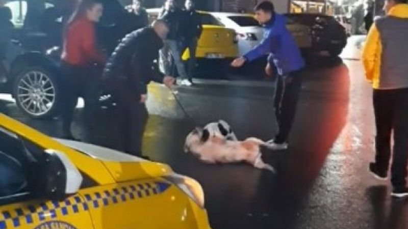 Seyrantepe’de pitbull sokak köpeğine saldırdı