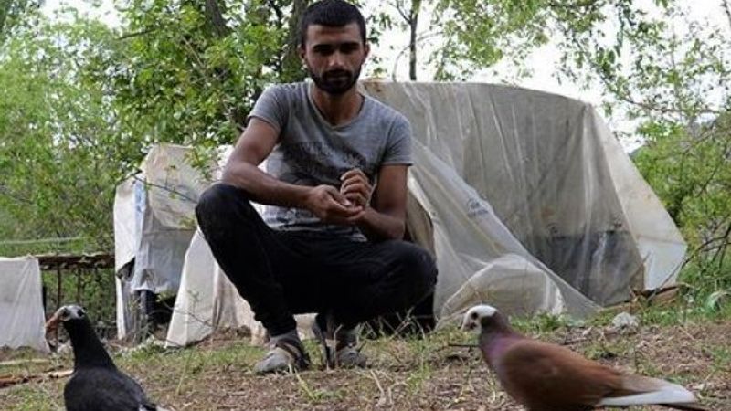 Mevsimlik tarım işçisi, güvercinleriyle seyahat ediyor
