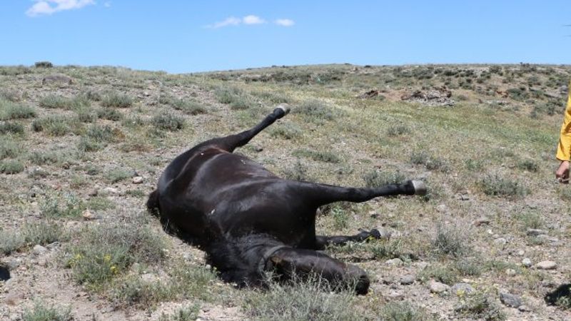 Niğde'de bir muhtarın atını vurdular