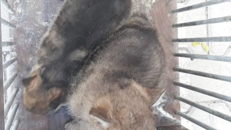 Annelerini öldürdükleri kurtları sahiplenenlere ceza