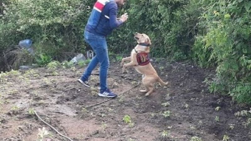 Hassas burunlu köpek Roket, kenevir bahçesini buldu