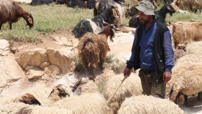 Siirt'te 10 bin lira maaşla çalışacak çoban yok