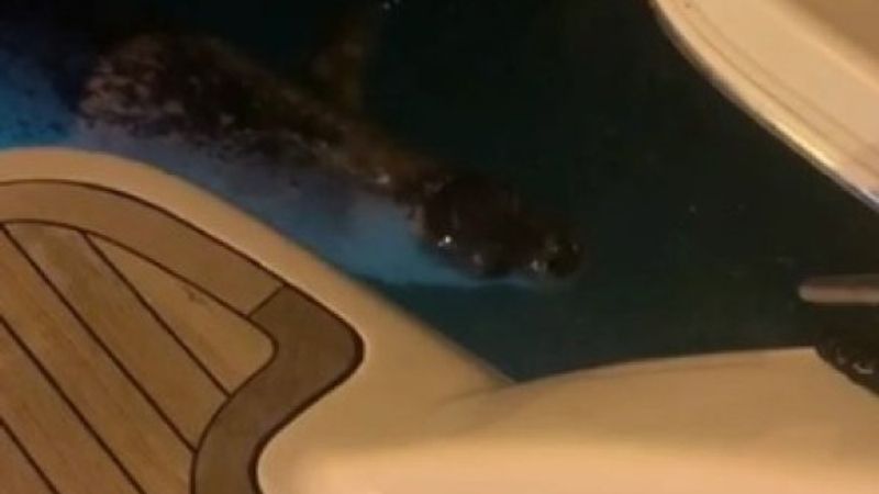 Çeşme'de beyaz fok balığı görüldü