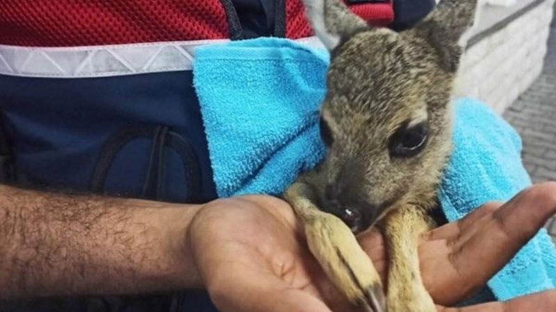 Samsun'da yavru karacaya jandarma sahip çıktı