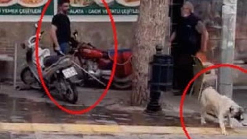 Manisa'da sokak köpeğini fırça sapıyla dövdü