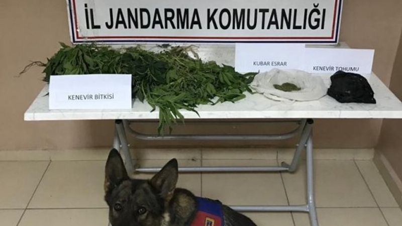 Malatya’da yasa dışı kenevir operasyonu
