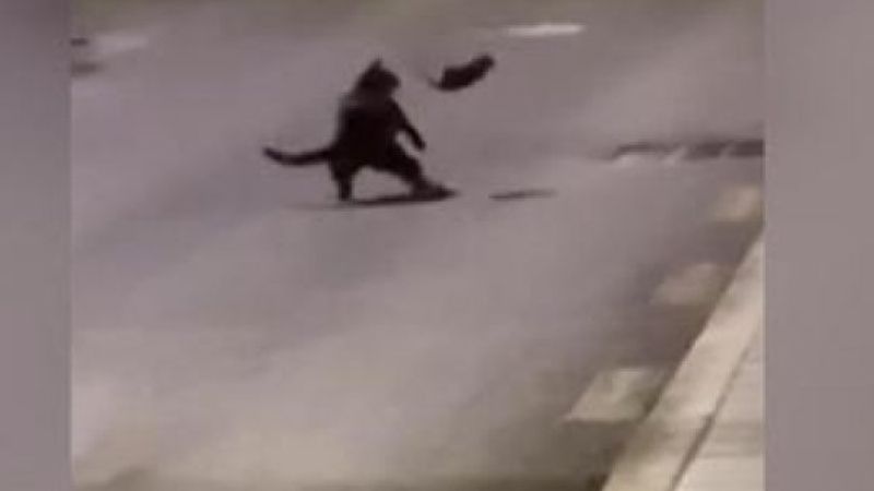 Aç kalan kedi fareden tekme yedi