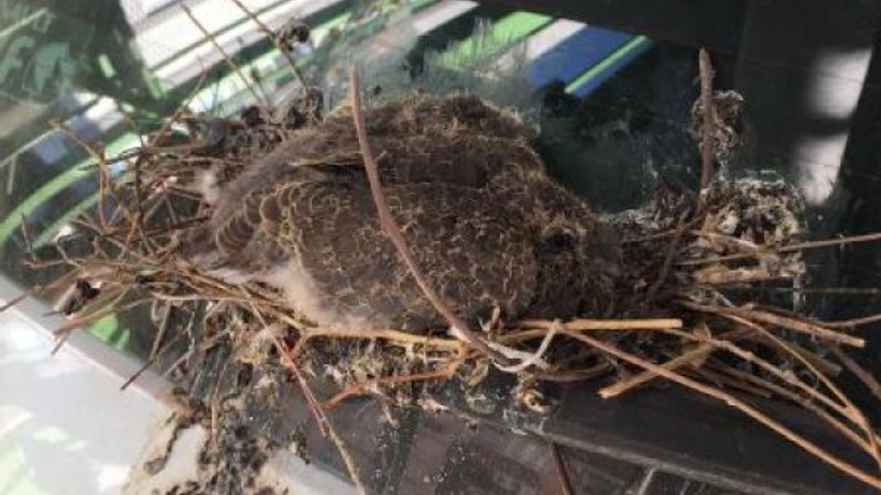 Kuşlar yuva yaptı diye 2 aydır aracını kullanmıyor