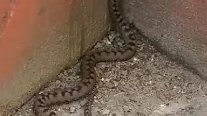 Ölümcül yılanlar Karadeniz'de görülmeye başlandı