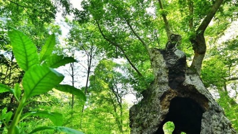 İstanbul'un en yaşlı çınar ağacı 1377 yaşında