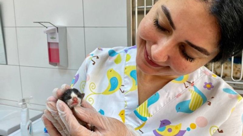 Adana'nın mucize kedisi hayata tutundu