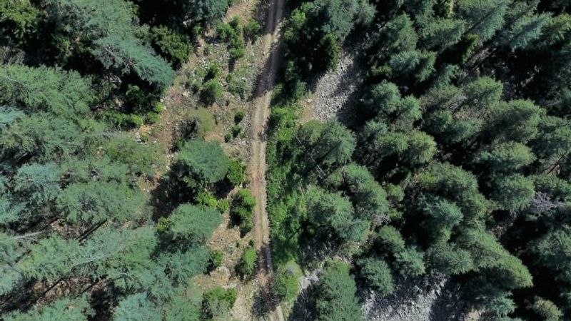 Kahramanmaraş'ta yanan ormanlık alanlar ağaçlandırılıyor