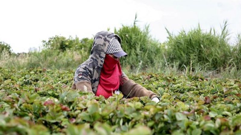 Mersinli kadınların zorlu çilek hasadı